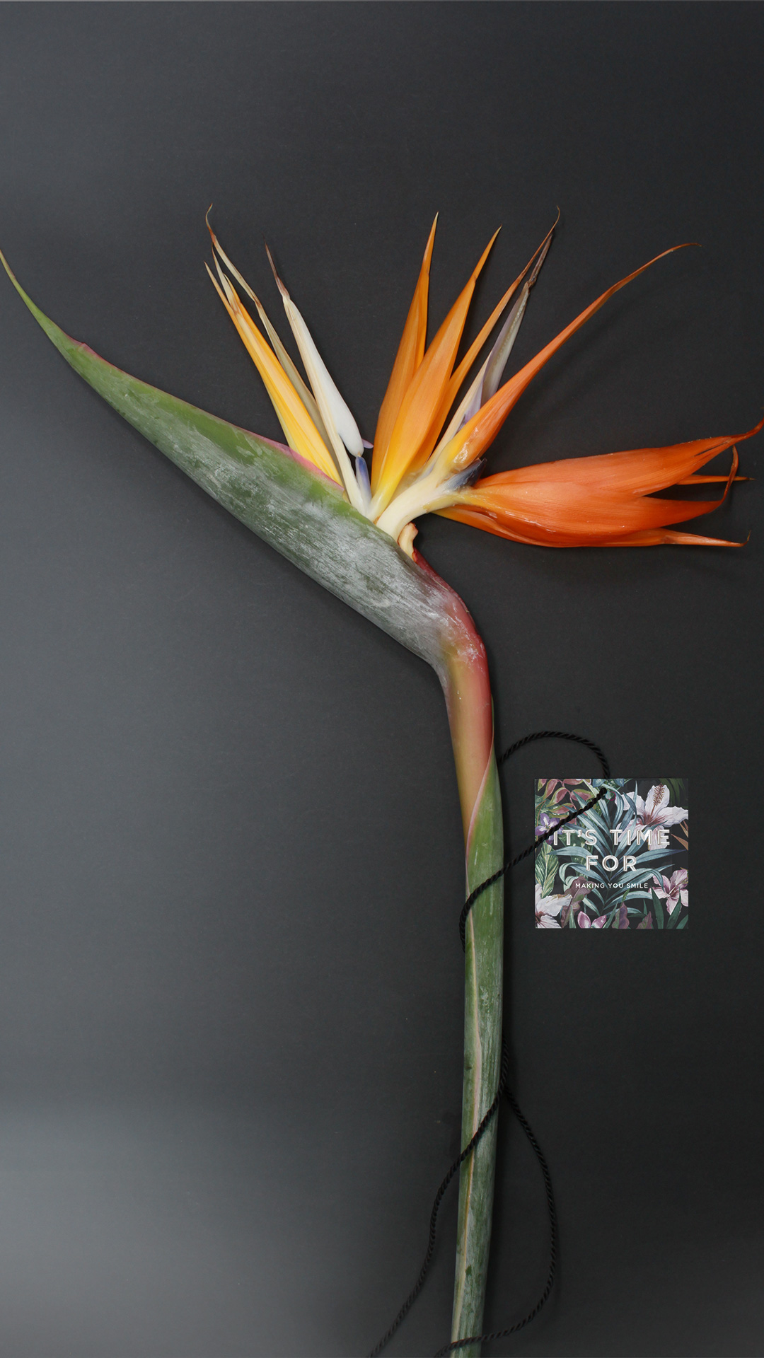 Strelitzie mit einem angehängten Tag der "It's Time for Christmas"-Kampagne von MORE PIOUS STUDIOS.